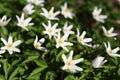 Group of anemone flowers