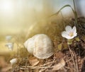 Group of anemones and sleeping snail in spring in the forest with sunrays, Czech Republic