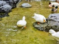 group of animal feather wing two legs wild white duck swimming on the water and eating food . group Duck swimming in the clear Royalty Free Stock Photo