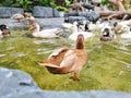 group of animal feather wing wild brown duck swimming on the water and eating food . Duck swimming in the clear swamp water