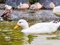 group of animal feather wing wild white duck swimming on the water and eating food . group Duck swimming in the clear swamp water Royalty Free Stock Photo