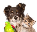 Group of animals closeup. isolated on white background