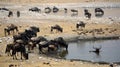 A group of animals crowded around a small water source jostling for access to the limited supply. The ground around them
