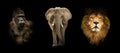 Group of animals: elephant, gorilla, lion
