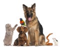 Group of animals in front of white background