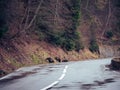 a group of animals walking down the side of a road