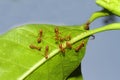 Group ant on green leaf. Royalty Free Stock Photo