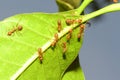 Group ant on green leaf. Royalty Free Stock Photo