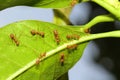 Group ant on green leaf. Royalty Free Stock Photo