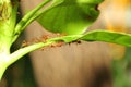 Group ant on green leaf. Royalty Free Stock Photo