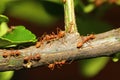 Group ant walking on tree Royalty Free Stock Photo