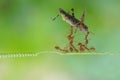 A group of ant working together carrying dead grasshopper Royalty Free Stock Photo