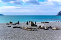 Antarctic Fur Seals in Harem Sunbathing on Grey Stony Beach and Some King Penguins in South Georgia Royalty Free Stock Photo