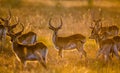 Group of antelope at sunset. Close-up. Botswana. Okavango Delta. Royalty Free Stock Photo