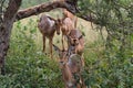 Group of Antilope walking behind durring the bush Africa Royalty Free Stock Photo