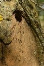 Group of ants nesting in the tree