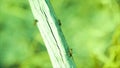 Group of ants crawling on a dry branch