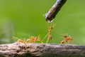 group of ants are drinking water from a stream