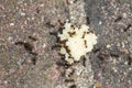 Group of ants eat bread Royalty Free Stock Photo