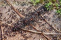 Group of ants eating worm close up Royalty Free Stock Photo