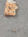 a group of ants and a fly were enjoying a piece of bread
