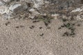 group of ants Royalty Free Stock Photo