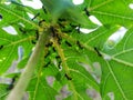 group of ants that make nests behind papaya leaves Royalty Free Stock Photo