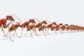 A group of ants marching together in a single file line, possibly foraging or escaping danger Royalty Free Stock Photo