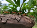 A Group Of Ants Standing On Top Of A Tree Branch. Generative AI