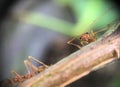 ants walking on branch tree