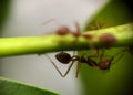 Group ants walking on branch tree