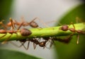 Group ants walking on branch tree