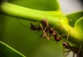 Group of ants walking on branch tree