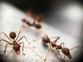 Group of ants walking on ground