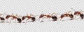 Ants Walking in a Straight Line Isolated on Transparent Background - Generative AI