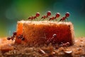 a group of ants working together to carry a large piece of food