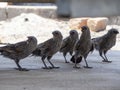 The group of apostlebird Struthidea cinerea, also known as the grey jumper, lousy jack or cwa bird.