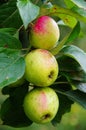 Group of apples Pinova Royalty Free Stock Photo