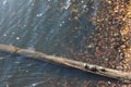 Three Aquatic Turtles Bask On Partially Submerged Log In Lake Royalty Free Stock Photo