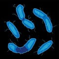 Group of Aquificales bacterias on black background, vector illustration