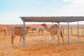 Group of Arabian camel or dromedary in sand desert safari in summer season with blue sky background in Dubai city, United Arab Royalty Free Stock Photo