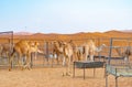 Group of Arabian camel or dromedary in sand desert safari in summer season with blue sky background in Dubai city, United Arab Royalty Free Stock Photo