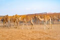 Group of Arabian camel or dromedary in sand desert safari in summer season with blue sky background in Dubai city, United Arab Royalty Free Stock Photo