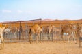 Group of Arabian camel or dromedary in sand desert safari in summer season with blue sky background in Dubai city, United Arab Royalty Free Stock Photo