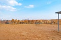 Group of Arabian camel or dromedary in sand desert safari in summer season with blue sky background in Dubai city, United Arab Royalty Free Stock Photo