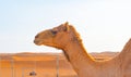 Group of Arabian camel or dromedary in sand desert safari in summer season with blue sky background in Dubai city, United Arab Royalty Free Stock Photo