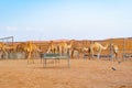 Group of Arabian camel or dromedary in sand desert safari in summer season with blue sky background in Dubai city, United Arab Royalty Free Stock Photo