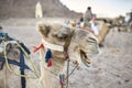 Group of arabian camels resting on ground outdoors