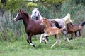 Group of arabian horses galloping on beautiful natural environme Royalty Free Stock Photo