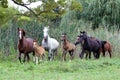 Group of arabian horses galloping on beautiful natural environme Royalty Free Stock Photo
